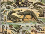 Illustration du Nouveau Larousse Illustré : Reptiles , 1897-1904