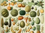 Illustration du Nouveau Larousse Illustré : Fruits , XIXè Siècle