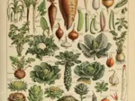 Illustration du Larousse pour Tous: Légumes et Plantes Potagères, XIXè Siècle