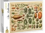 Illustration du Larousse pour Tous: Légumes et Plantes Potagères, XIXè Siècle