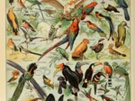 Illustration du Larousse pour Tous : Oiseaux , XIXè Siècle