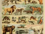 Illustrations du Larousse pour Tous : Mammifères , XIXè Siècle