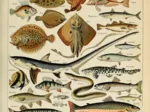 Illustration du Larousse pour Tous : Poissons , XIXè Siècle