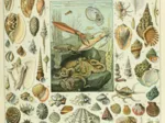 Illustration du Nouveau Larousse Illustré : Mollusques , XIXè Siècle