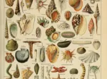 Illustration du Larousse pour Tous : Mollusques , XIXè Siècle