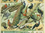Illustration du Nouveau Larousse Illustré : Oiseaux , XIXè Siècle