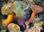 Ernst Haeckel : Anémones de Mer , 1904
