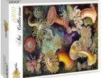 Ernst Haeckel : Anémones de Mer , 1904