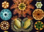 Ernst Haeckel : Les Ascidies , 1904