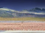 Flamants roses, Lac Bogoria, Kenya, Afrique, Day to Night TM