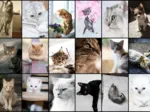 Collage - Chats