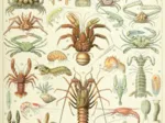 Illustration du Larousse : Les Crustacés