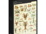Illustration du Larousse : Les Crustacés
