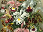 Ernst Haeckel : Les Orchidées , 1904