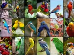 Collage - Oiseaux Colorés