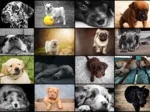Collage - Chiens