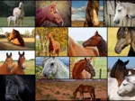 Collage - Chevaux