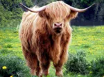 Vache des Highlands