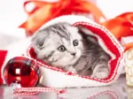 Chaton de Noël