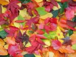 Feuilles d'Automne