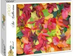 Feuilles d'Automne