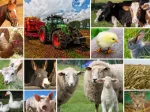Collage - Animaux de la Ferme