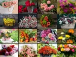 Collage - Bouquets de Fleurs