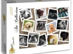 Chiens