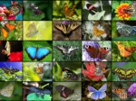 Collage - Papillons