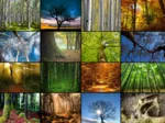 Collage - Arbres