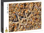 Coquillages et Etoiles de Mer