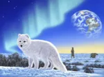 Schim Schimmel - Artic Fox