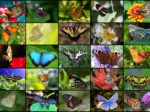 Collage - Papillons