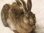 Dürer - Le Lapin