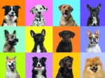 Collage de Chiens