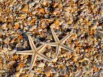 Coquillages et Etoiles de Mer