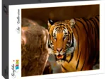 Tigre Rugissant