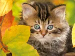 Chaton en automne