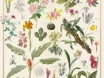 Muséum National d'Histoire Naturelle - Les Plantes