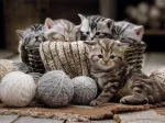 Boules de Poils et Pelotes de Laine