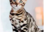 Bengal