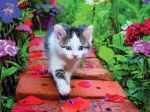Chaton
