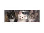 Pièces XXL - Trois Chatons
