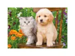 2 Puzzles - Chien et Chat dans le Jardin