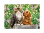 2 Puzzles - Chien et Chat dans le Jardin