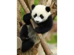 Mini-puzzle Panda
