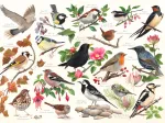Oiseaux Dans Mon Jardin