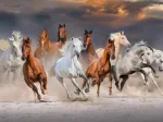 The Horse Race
