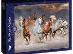 The Horse Race
