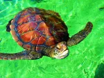 La Réunion - Tortue de Mer
